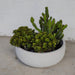 elevenpast Pots & Planters Rustic Bowl Japi Planter White JVRB55B